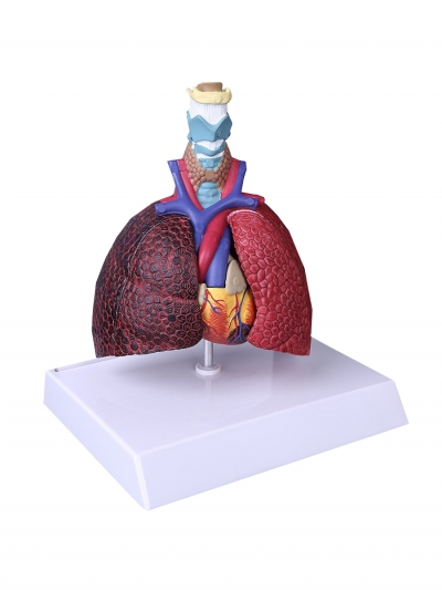 Разборная анатомическая модель лёгких человека Corpo Pulmo-1